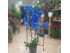BLUE ORCHID