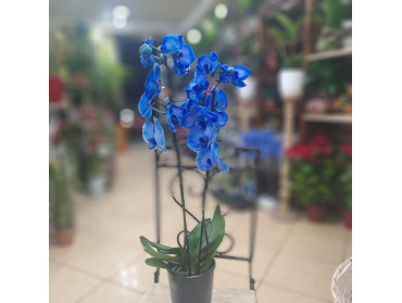 BLUE ORCHID