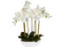WHITE ORCHID ARRANGEMENT