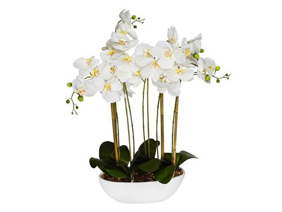 WHITE ORCHID ARRANGEMENT
