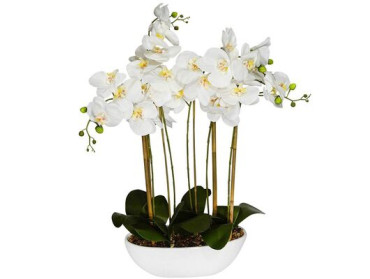 WHITE ORCHID ARRANGEMENT