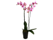 PINK ORCHID