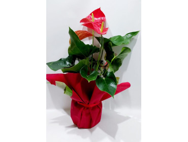 ANTHURIUM