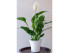 SPATHIPHYLLUM