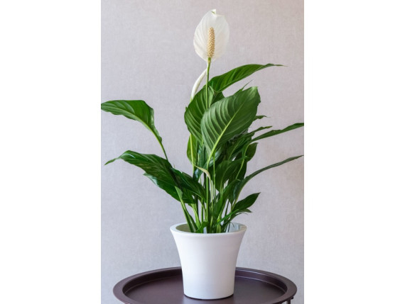 SPATHIPHYLLUM
