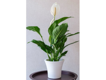 SPATHIPHYLLUM