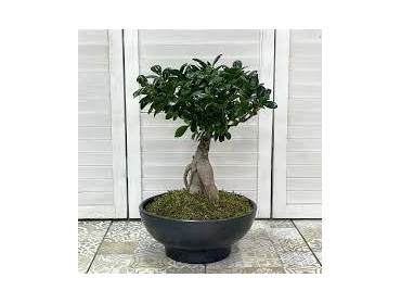 ΜΠΟΝΣΑΙ 50-60 CM