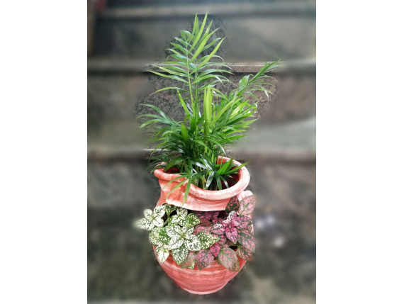 ΣΥΝΘΕΣΗ ΦΥΤΩΝ ΝΟ2