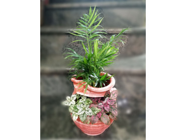 ΣΥΝΘΕΣΗ ΦΥΤΩΝ ΝΟ2