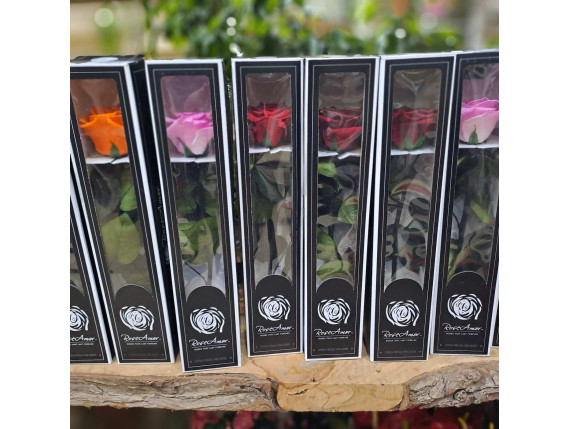 ΚΟΥΤΙ ΜΕ ΤΡΙΑΝΤΑΦΥΛΛΟ FOR EVER